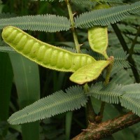 Mimosa pigra L.